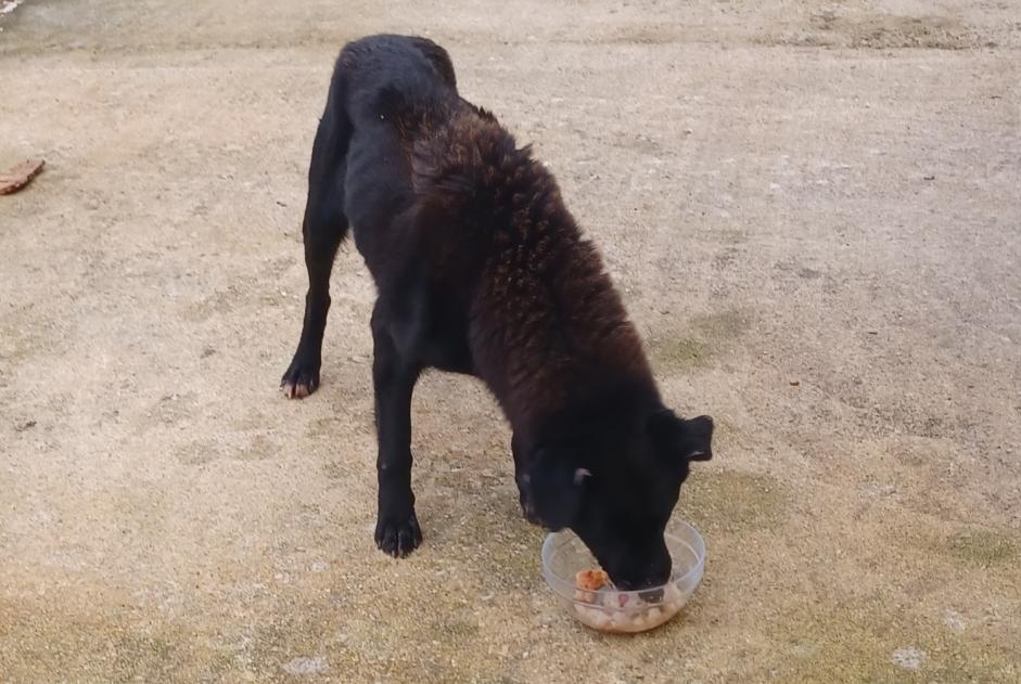 Alerte Découverte Chien   Inconnu Asnières-sur-Nouère France